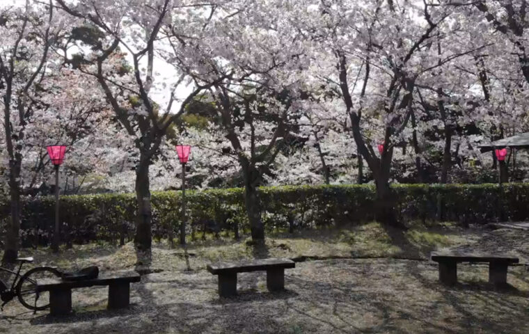 大竹市_亀居城_桜