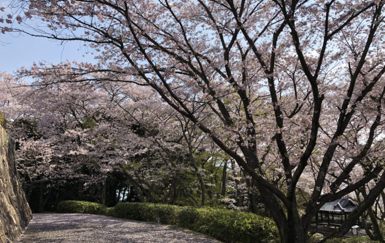 大竹市亀居城_桜_花見