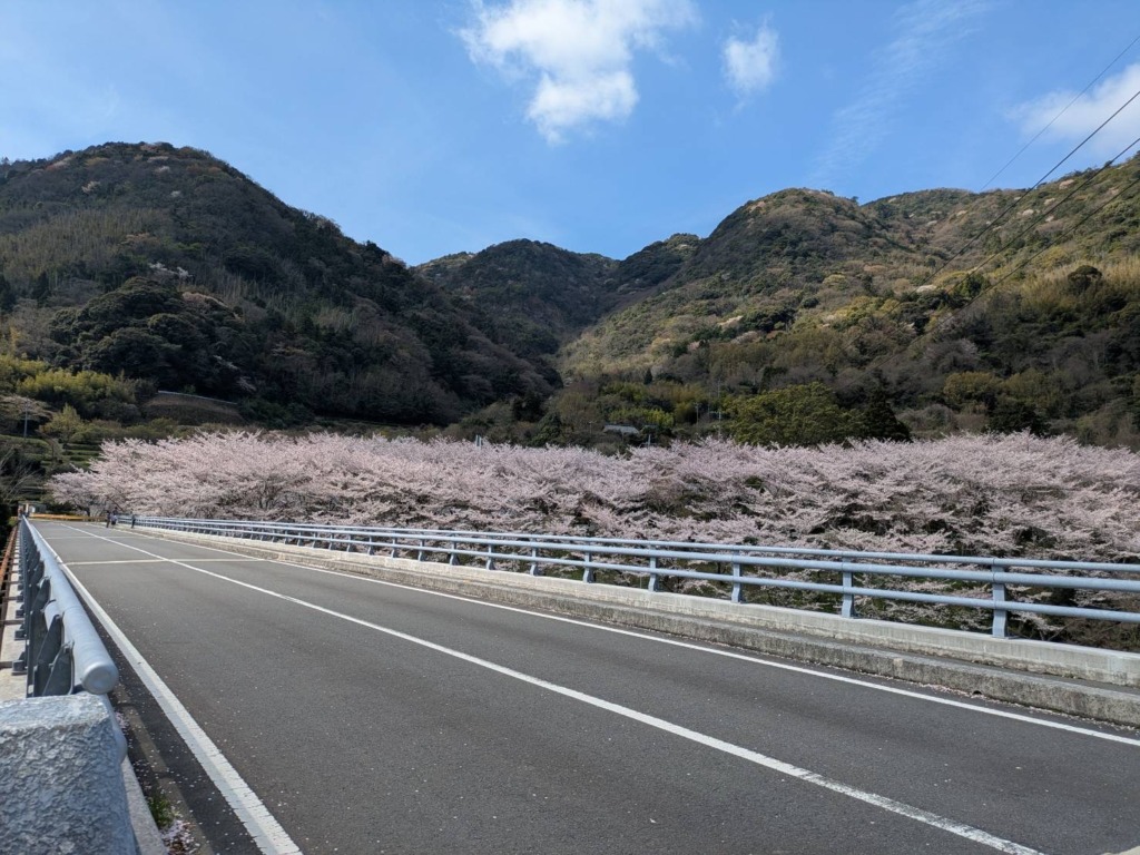 20260405_お花見ライド_周防大島