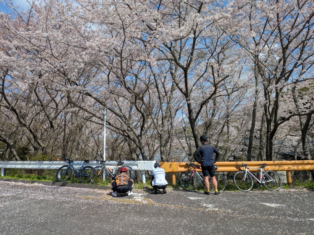 20260405_お花見ライド_周防大島