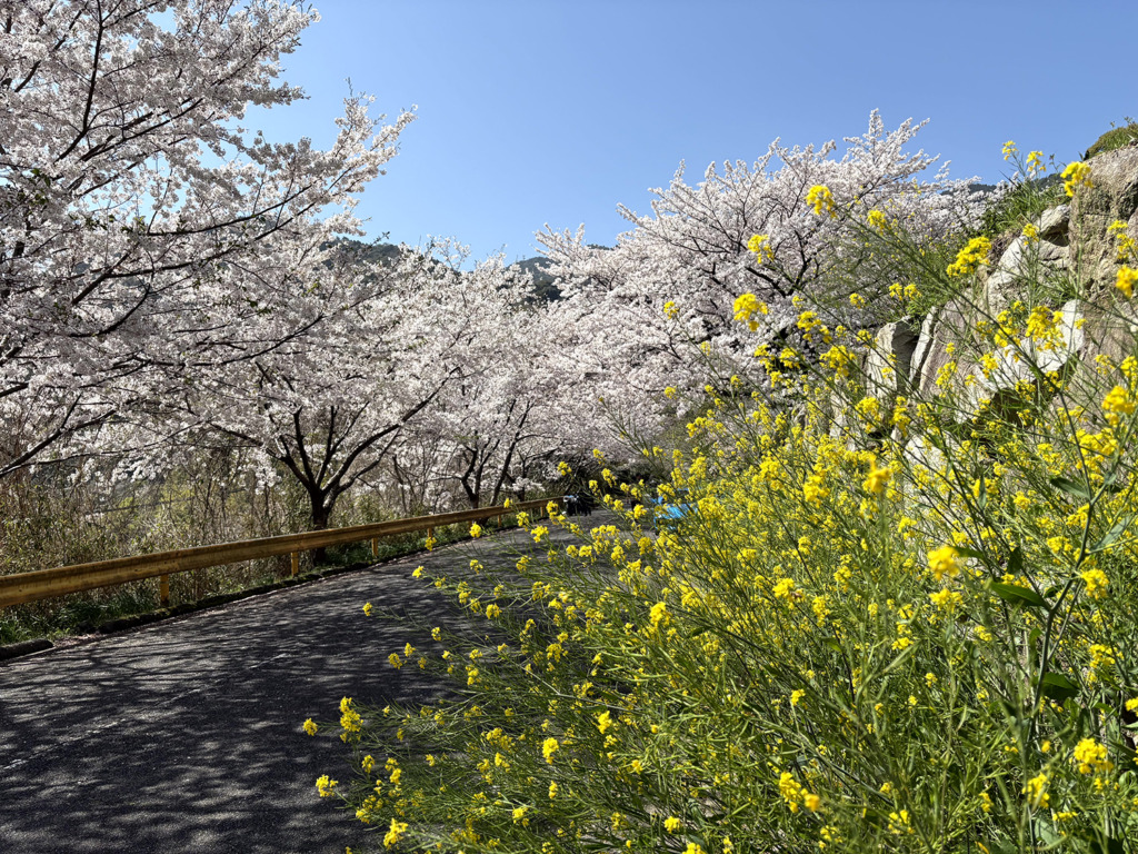 20260405_お花見ライド_周防大島