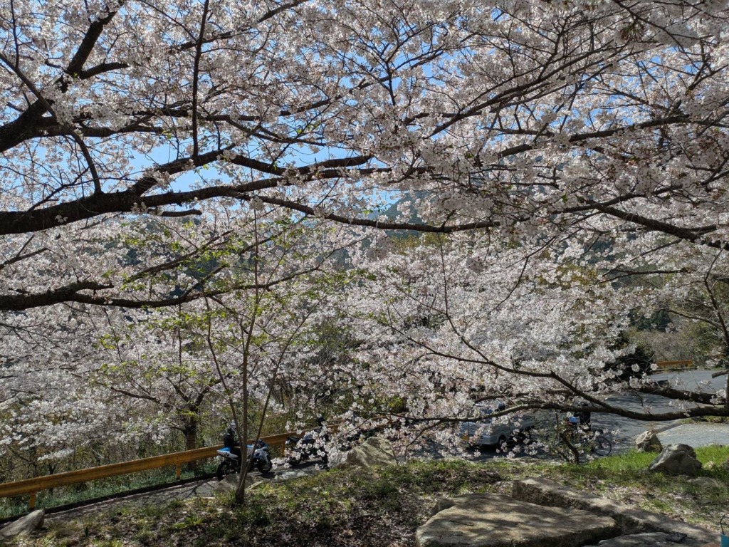 20260405_お花見ライド_周防大島